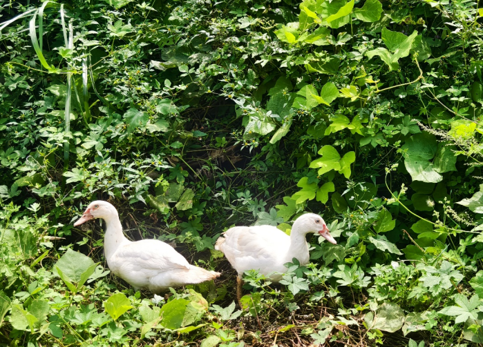 啥樣的“綠色大餐”，讓這群陽(yáng)新屯鳥成了“最會(huì)吃的仔”？