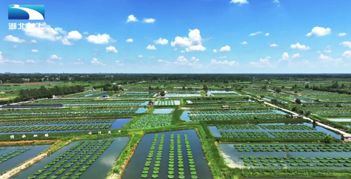 長(zhǎng)江畔的億元村：“中國(guó)養(yǎng)鱔第一村”的振興密碼